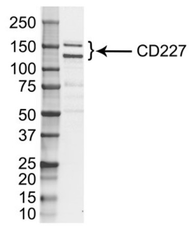 Western Blot analysis of MCF7 whole cell lysate probed with Mouse anti human CD227 (Cat.-No BM618) followed by Rabbit F(ab)2 anti Mouse IgG -HRP performed under reducing conditions