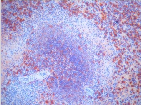 Immunohistochemical staininbg of Swine Spleen Frozen Section using Clone 206-2 AM03216PU-N antibody.