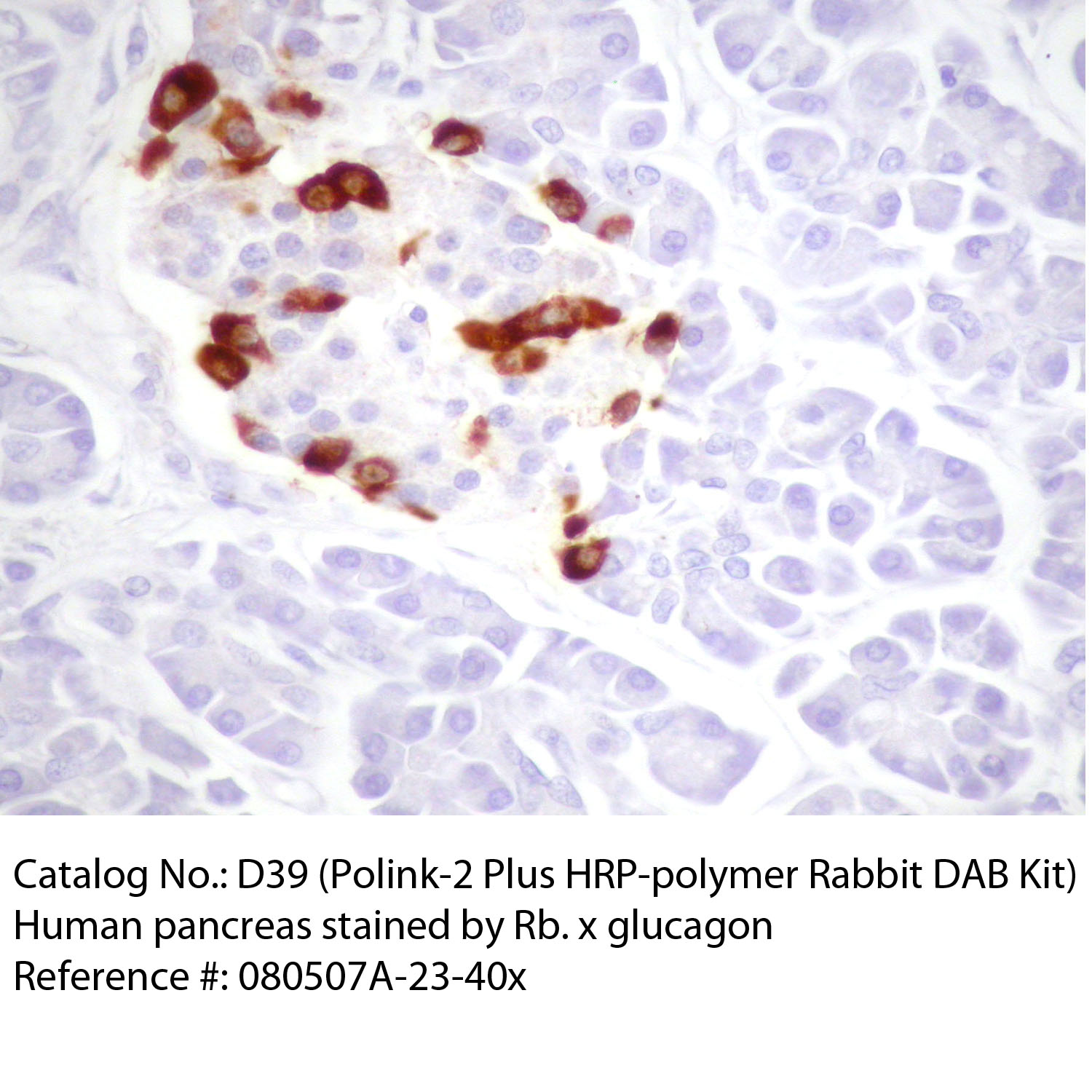 IHC staining of FFPE human pancreas tissue within normal limits using rabbit anti-glucagon polyclonal antibody and Polink-2 Plus HRP Rabbit for DAB detection kit [D39-18]. The brown stain indicates positive stain and blue is the counter stain. It is mounted using a permanent organic mounting medium [E37-100].