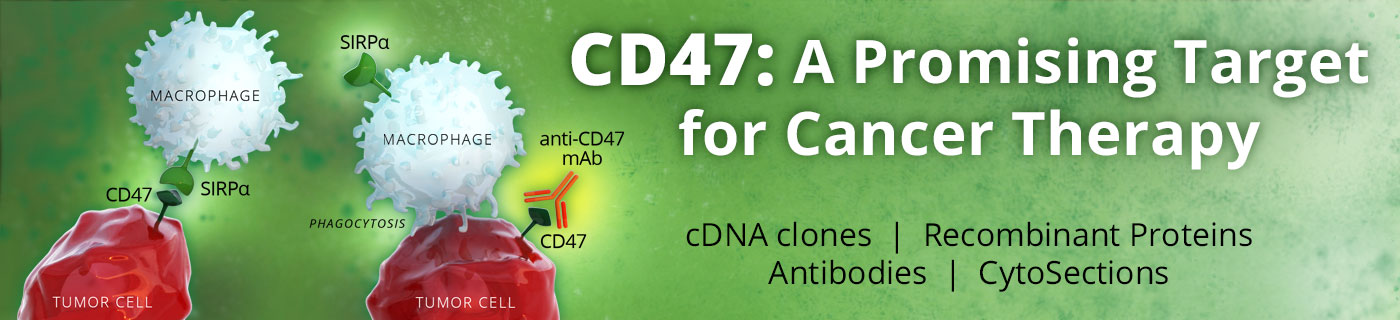 CD47: a valid target for anti-cancer stem cell therapy