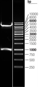 Double digestion of RC203877L3 using SgfI and MluI