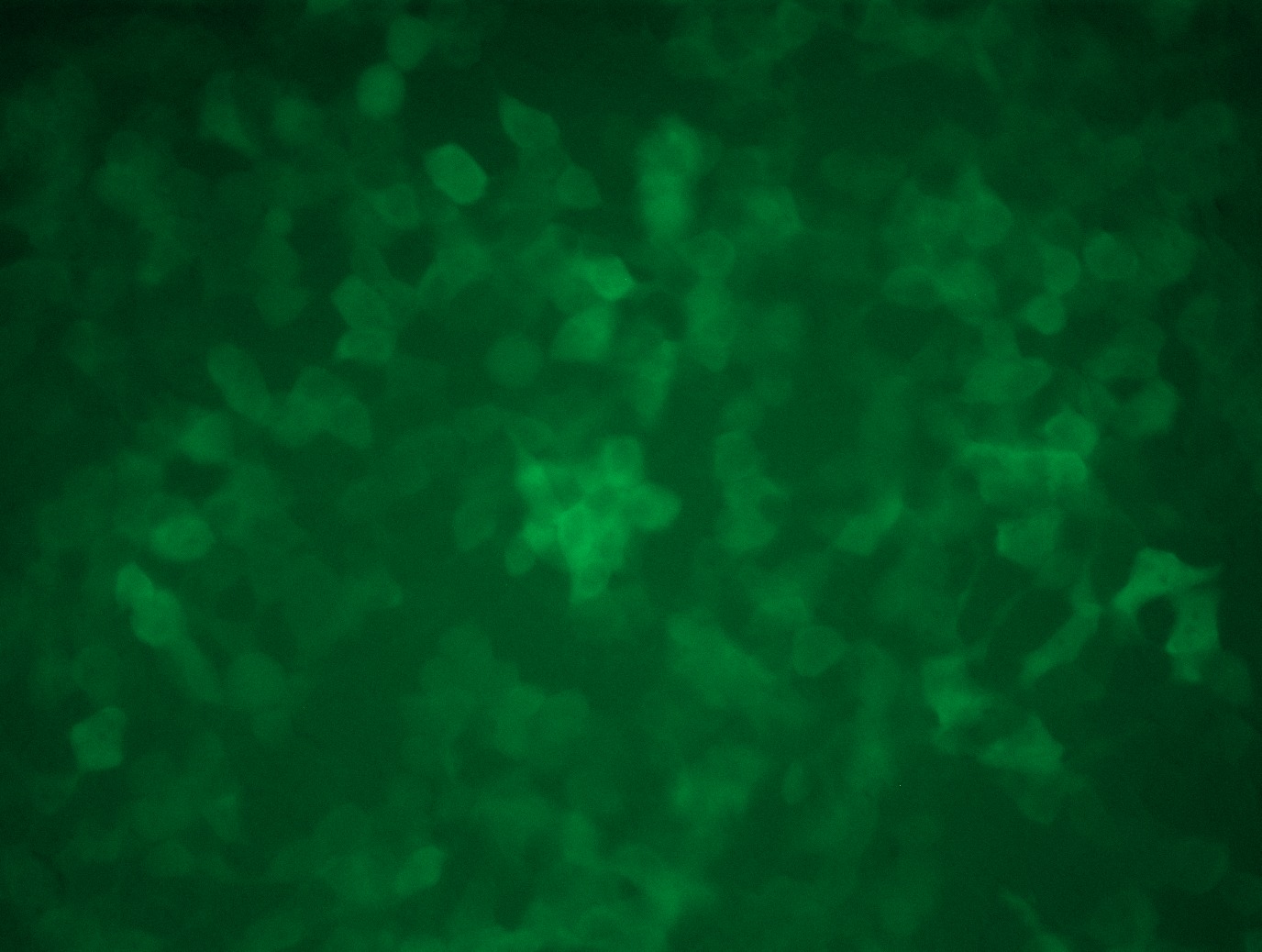 MR200356L4 was used to prepare Lentiviral particles using TR30037 packaging kit. HEK293T cells were transduced with MR200356L4V particle to overexpress human Lbh-mGFP fusion protein.