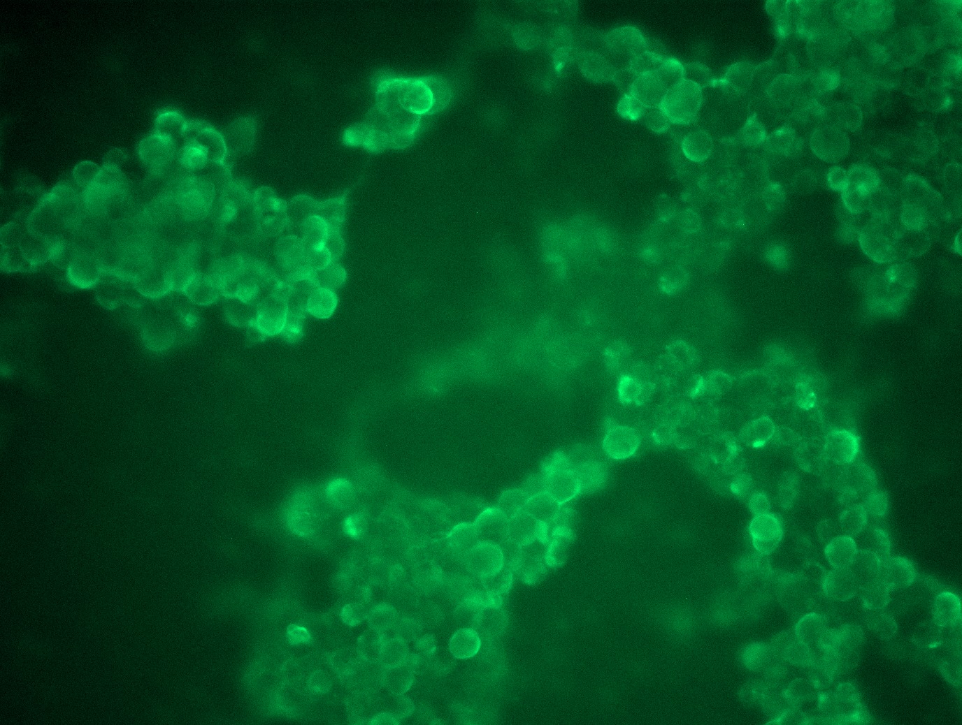 MR206417L3 was used to prepare Lentiviral particles using TR30037 packaging kit. HEK293T cells were transduced with MR206417L3V particle to overexpress human Pvr-Myc-DDK fusion protein.