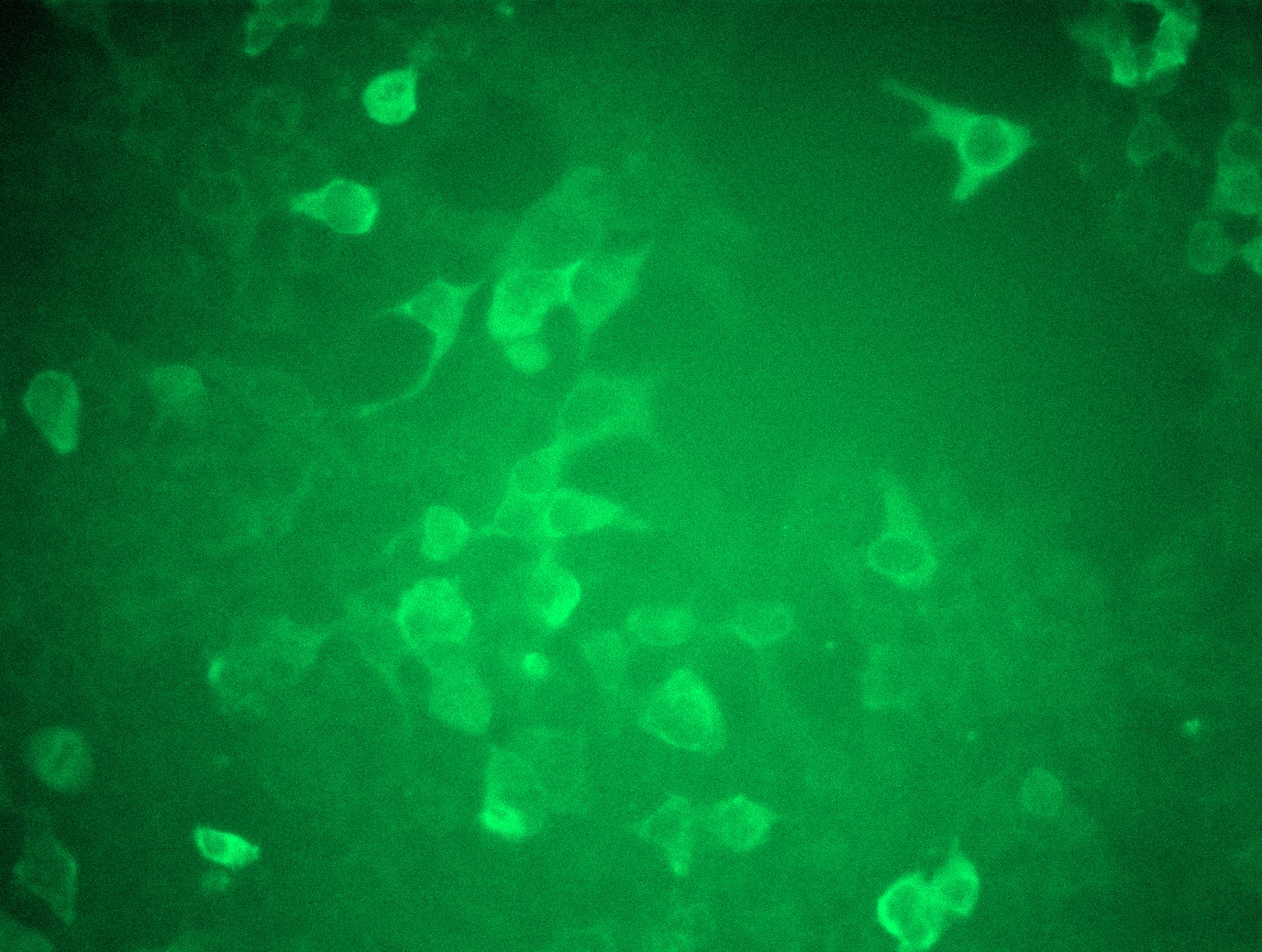 MR226419L3 was used to prepare Lentiviral particles using TR30037 packaging kit. HEK293T cells were transduced with MR226419L3V particle to overexpress human Dhx36-Myc-DDK fusion protein.