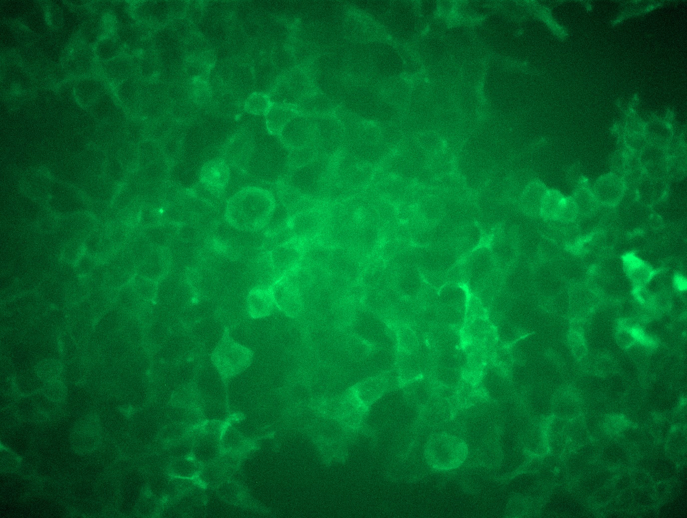 RC207770L3 was used to prepare Lentiviral particles using TR30037 packaging kit. HEK293T cells were transduced with RC207770L3V particle to overexpress human LILRB2-Myc-DDK fusion protein.