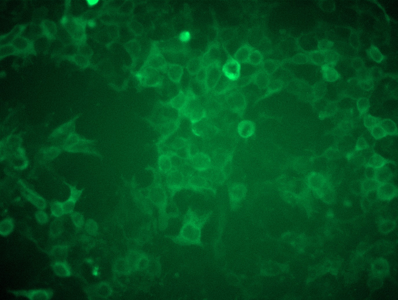 RC214467L3 was used to prepare Lentiviral particles using TR30037 packaging kit. HEK293T cells were transduced with RC214467L3V particle to overexpress human FCRL3-Myc-DDK fusion protein.