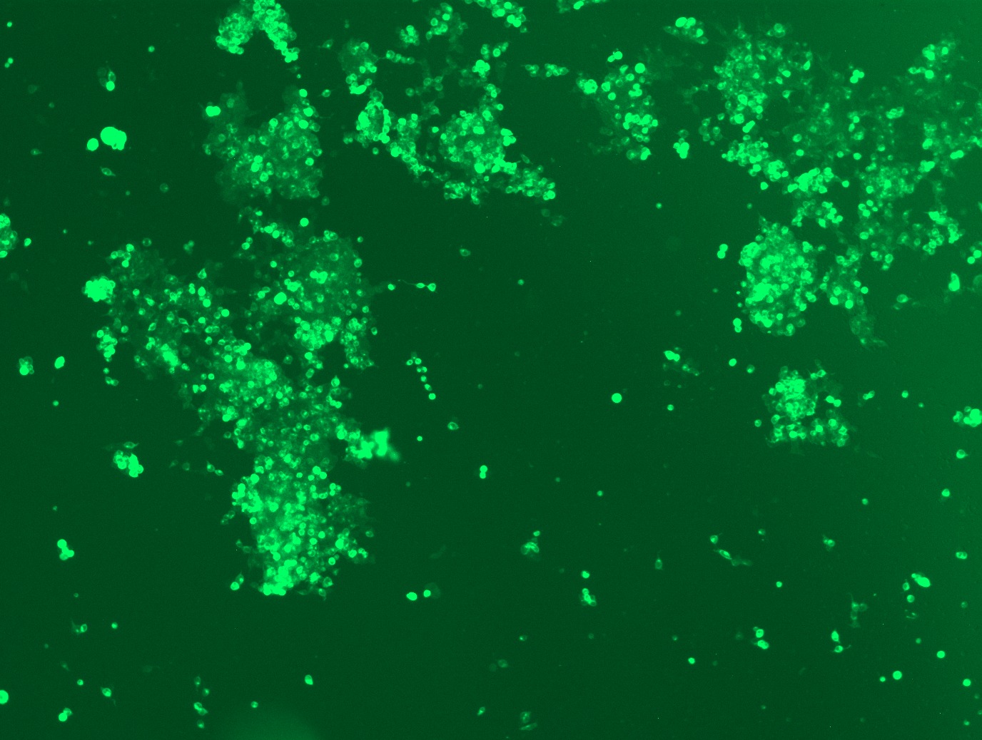 MR200004L3 was used to prepare Lentiviral particles using TR30037 packaging kit. HEK293T cells were transduced with MR200004L3V particle to overexpress human Sln-Myc-DDK fusion protein.