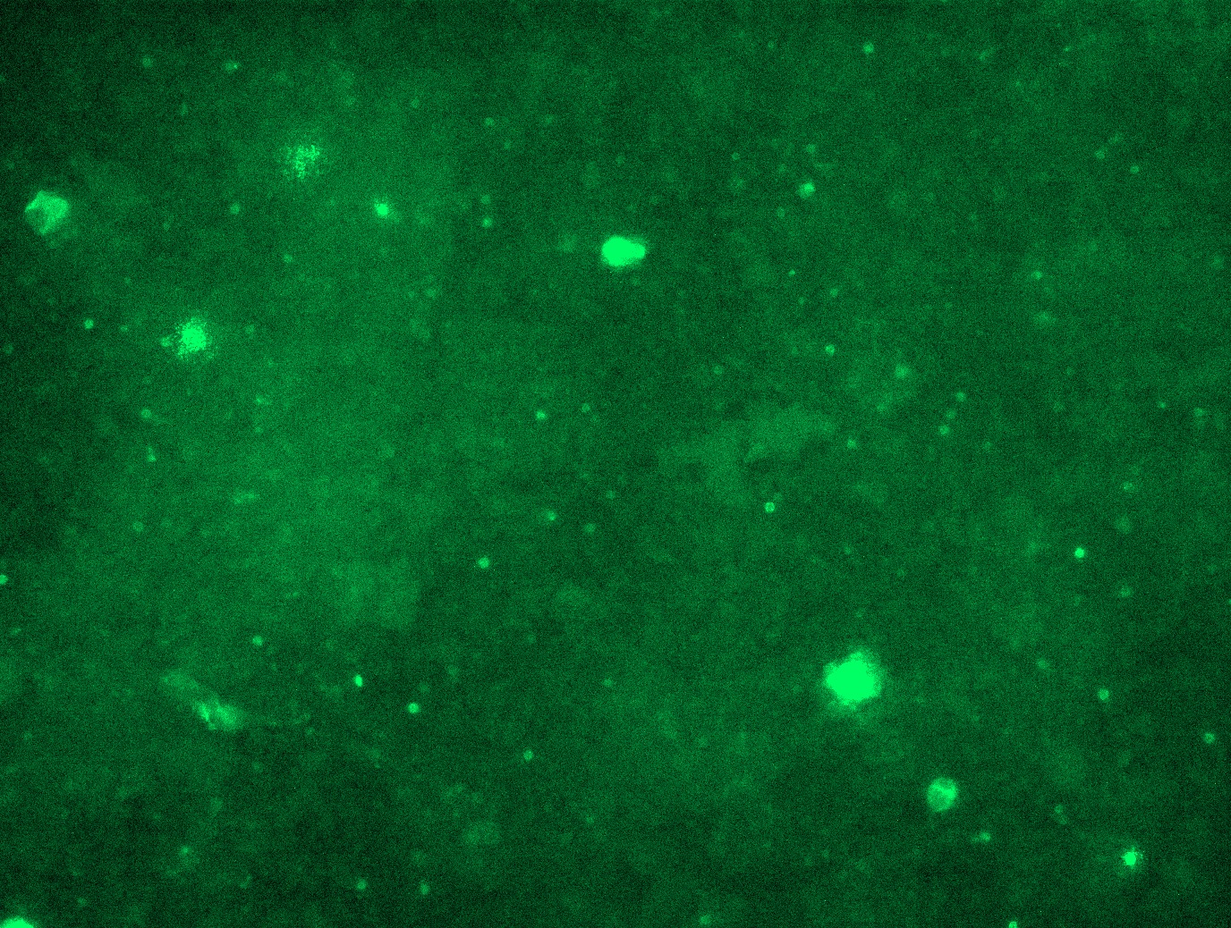 MR221777L3 was used to prepare Lentiviral particles using TR30037 packaging kit. HEK293T cells were transduced with MR221777L3V particle to overexpress human Ptprj-Myc-DDK fusion protein.