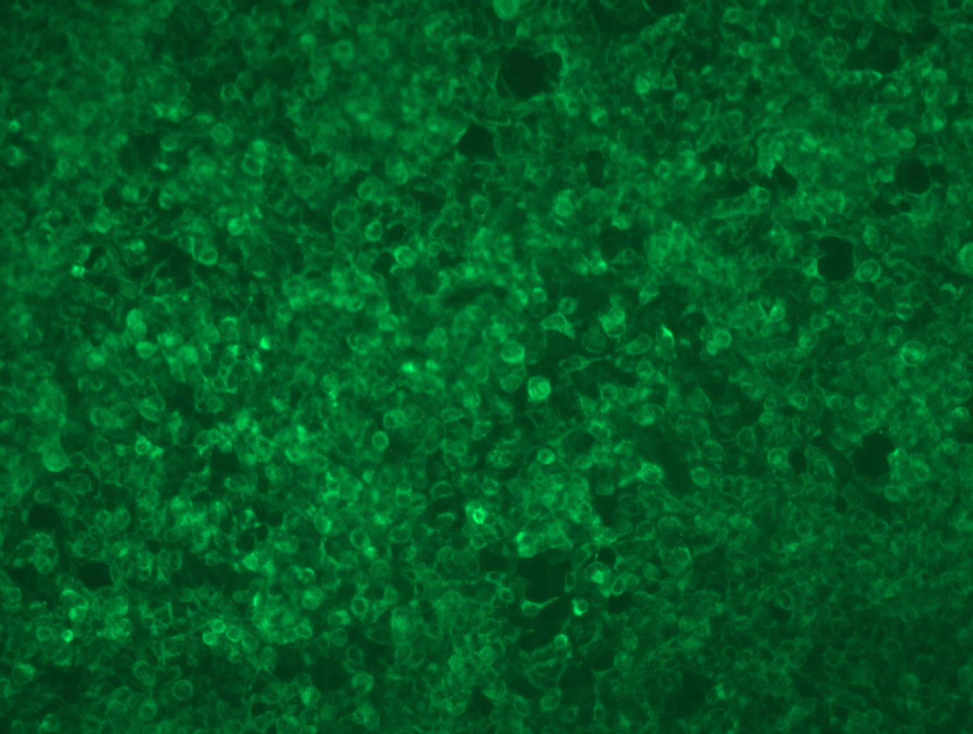 RC203674L3 was used to prepare Lentiviral particles using TR30037 packaging kit. HEK293T cells were transduced with RC203674L3V particle to overexpress human MARC1-Myc-DDK fusion protein.