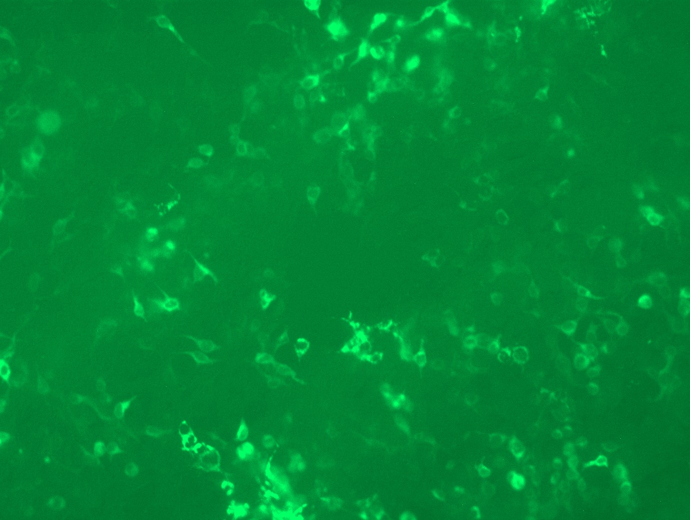 RC212632L3 was used to prepare Lentiviral particles using TR30037 packaging kit. HEK293T cells were transduced with RC212632L3V particle to overexpress human DNAJC10-Myc-DDK fusion protein.