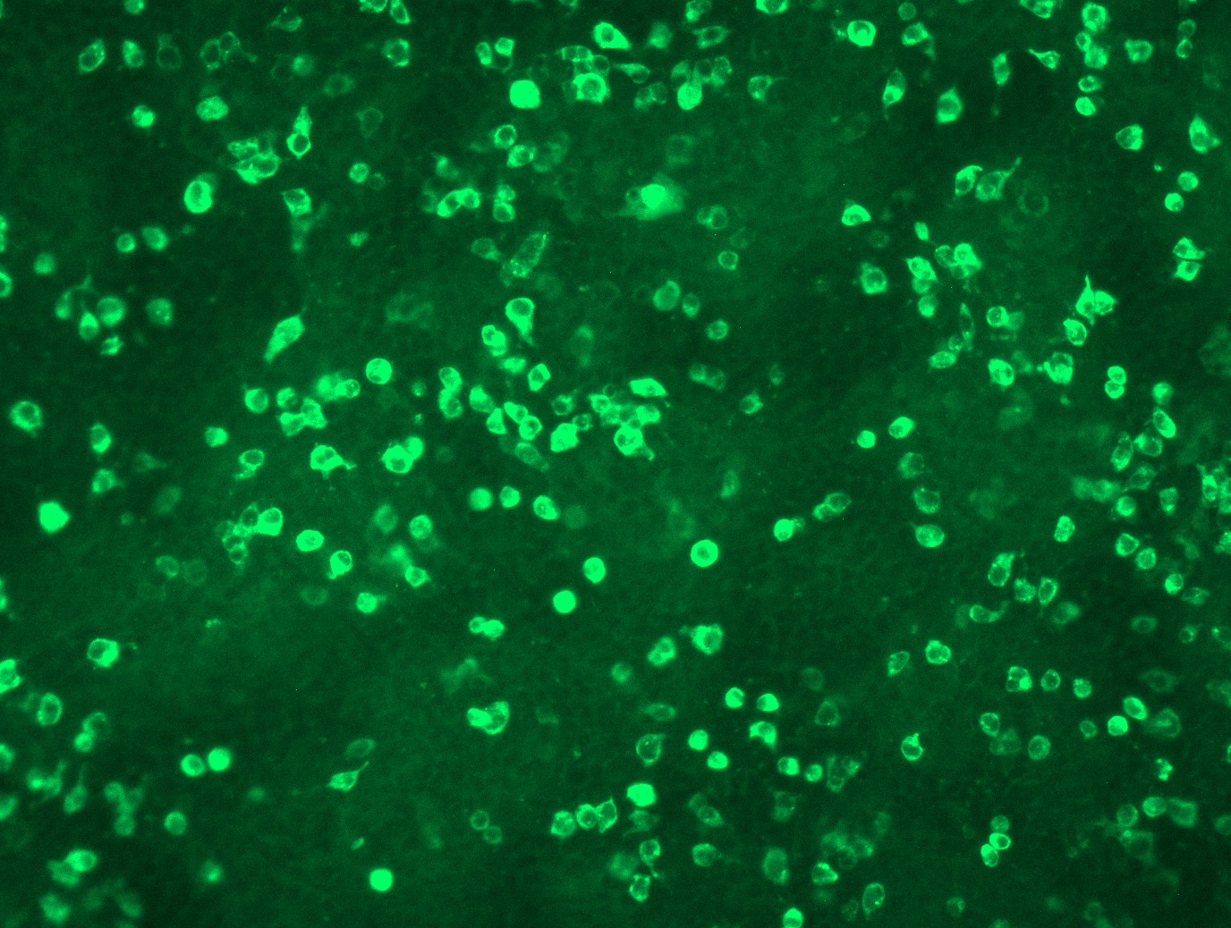 RC215535L3 was used to prepare Lentiviral particles using TR30037 packaging kit. HEK293T cells were transduced with RC215535L3V particle to overexpress human UNK-Myc-DDK fusion protein.
