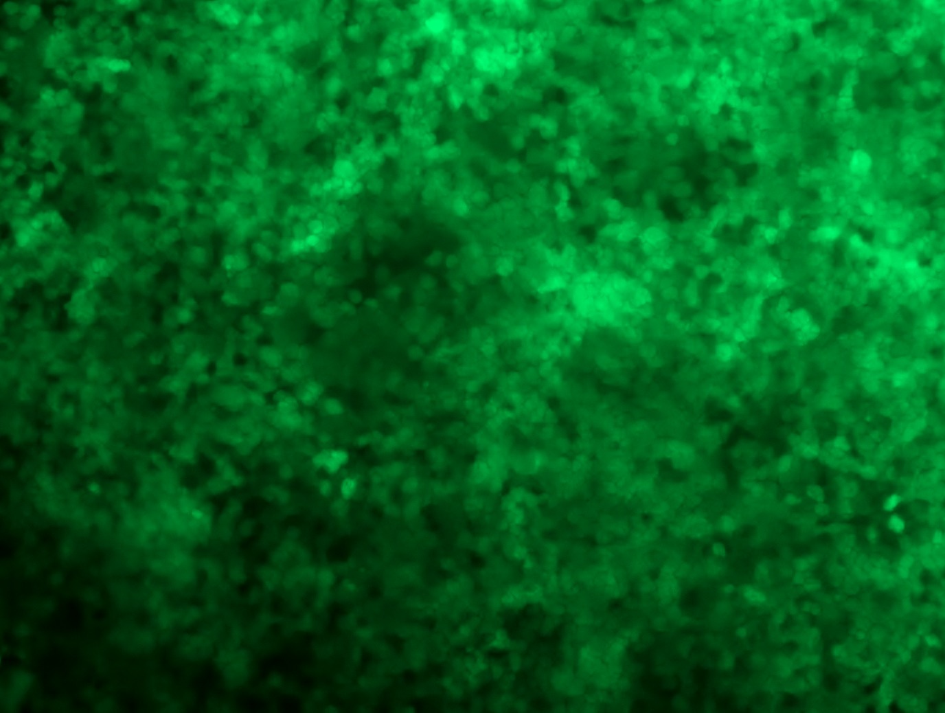 RC225275L4 was used to prepare Lentiviral particles using TR30037 packaging kit. HEK293T cells were transduced with RC225275L4V particle to overexpress human EIF4E3-mGFP fusion protein.