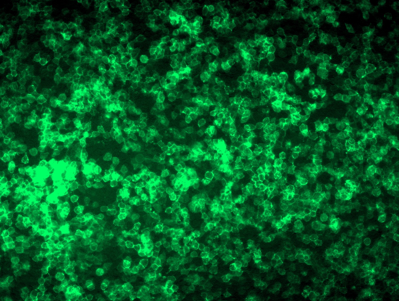 RC225990L4 was used to prepare Lentiviral particles using TR30037 packaging kit. HEK293T cells were transduced with RC225990L4V particle to overexpress human LRRC15-mGFP fusion protein.