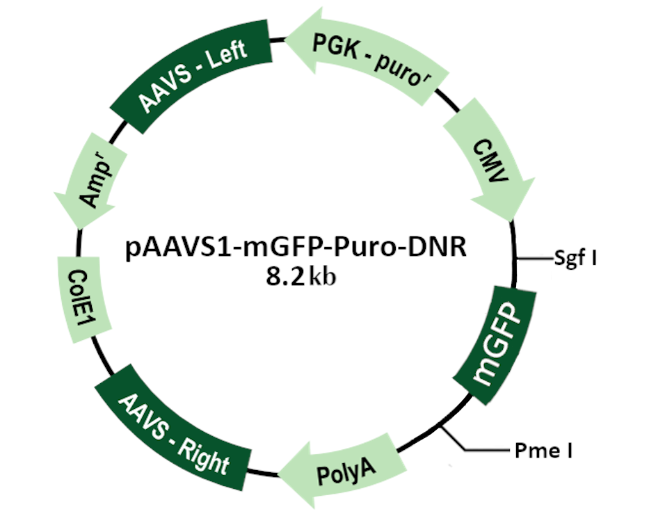 pAAVS1-mGFP-Puro-DNR