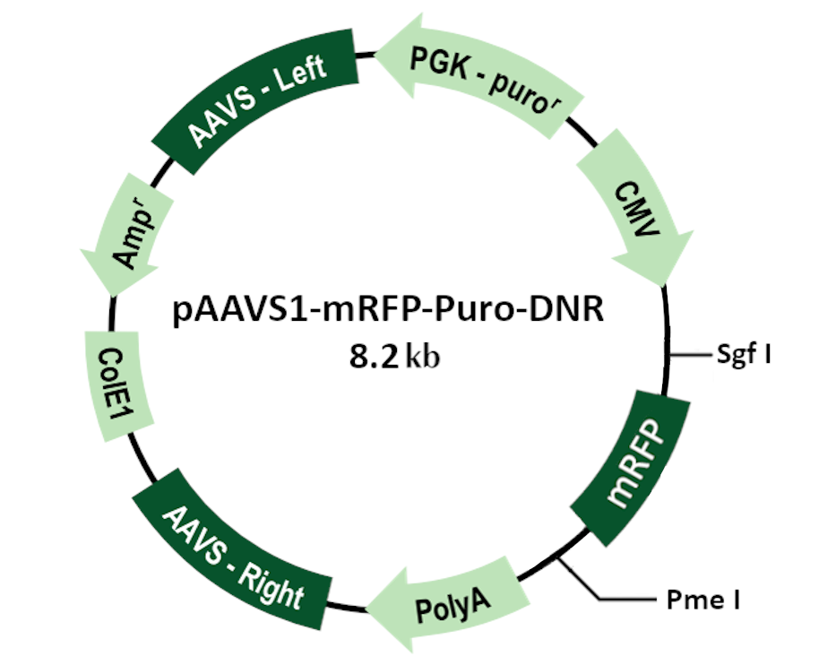 pAAVS1-mRFP-Puro-DNR