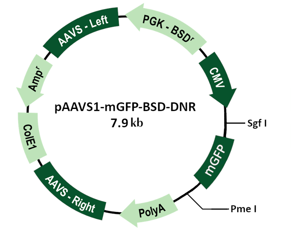 pAAVS1-mGFP-BSD-DNR