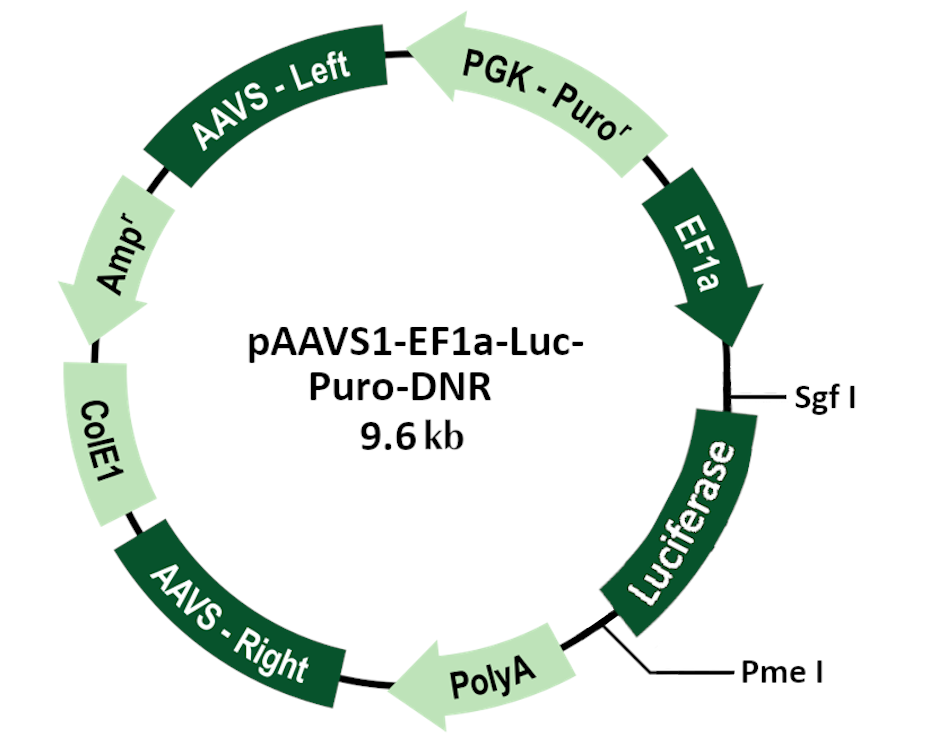 pAAVS1-EF1a-Luc-Puro-DNR