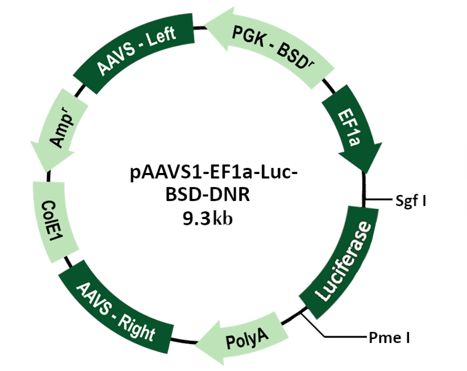 pAAVS1-EF1a-Luc-BSD-DNR