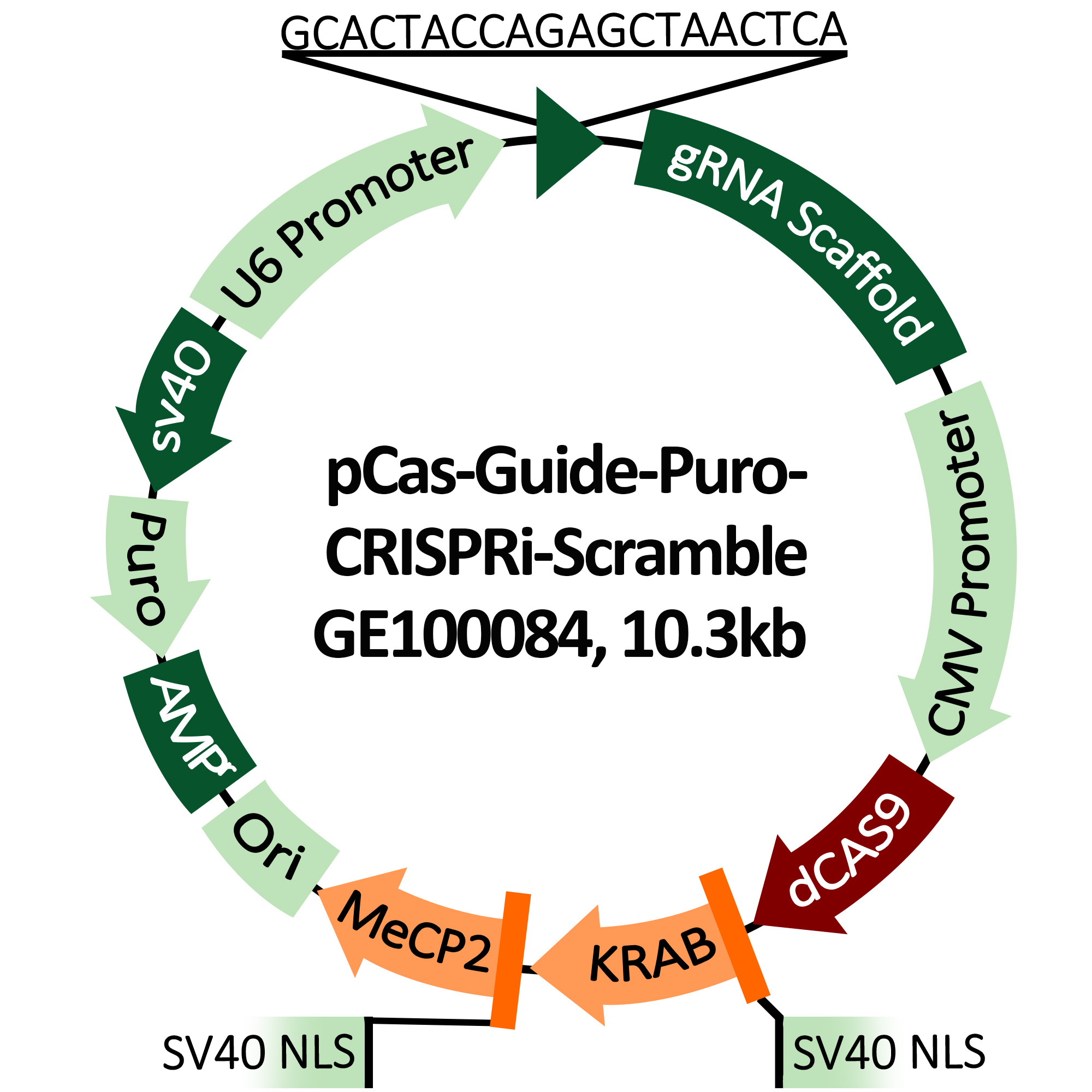 Plasmid map of pCas-Guide-Puro-CRISPRi-Scramble(GE100084)