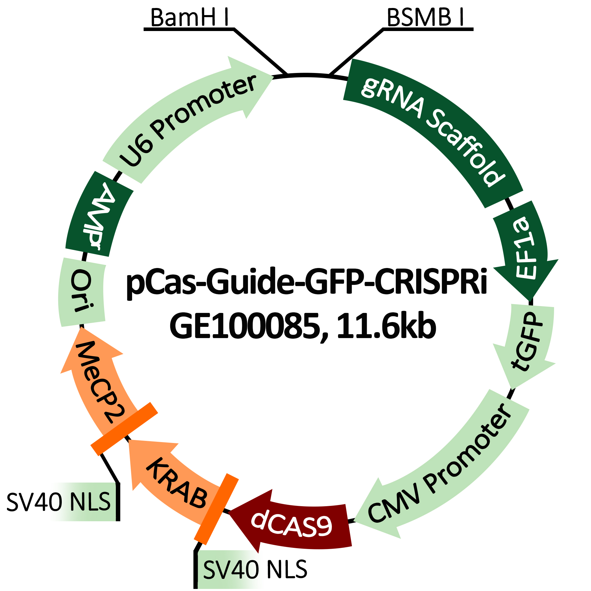 Plasmid map of pCas-Guide-GFP-CRISPRi gene interference vector(GE100085)