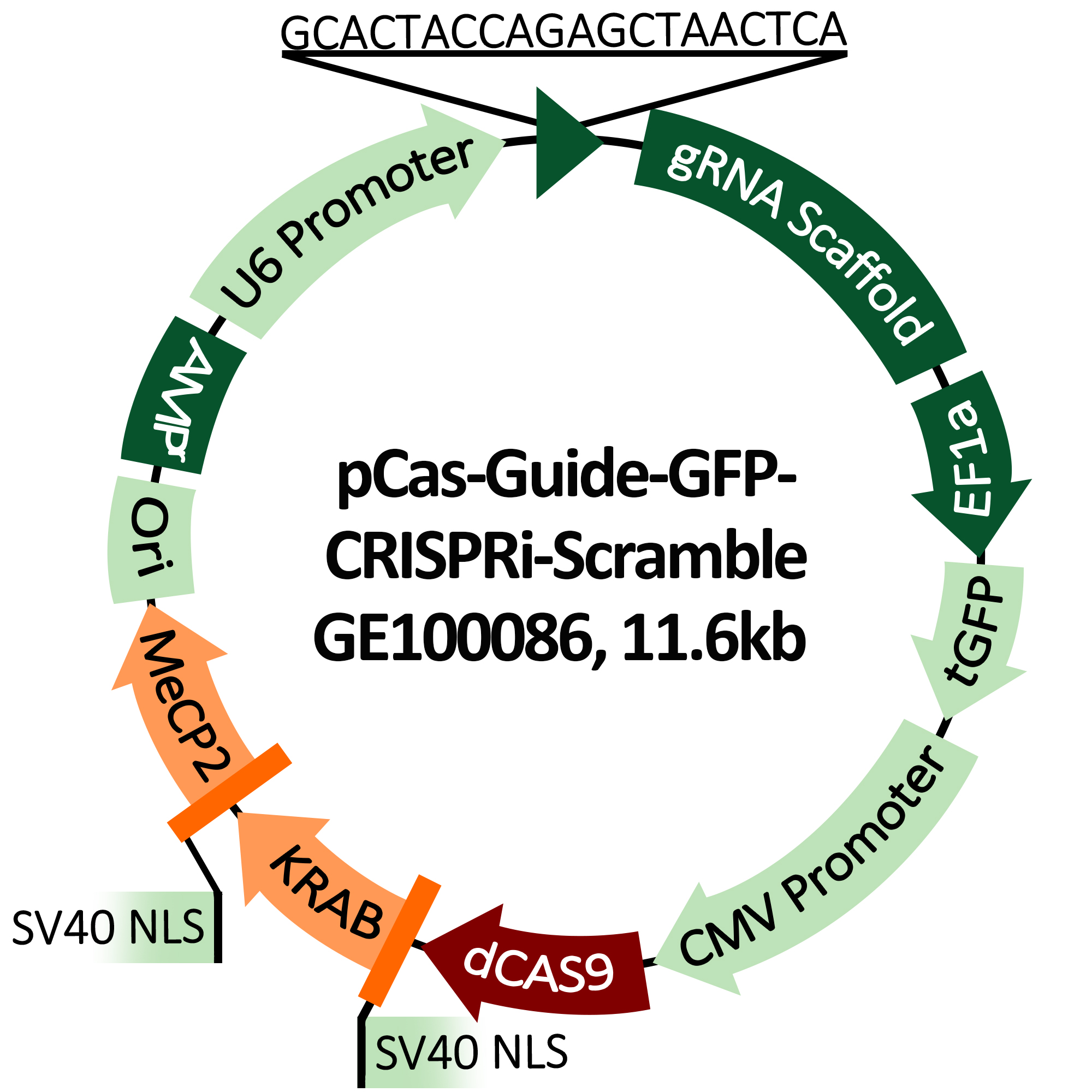 Plasmid map of pCas-Guide-GFP-CRISPRi-Scramble(GE100086)