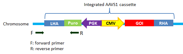 AAVS1-int5 PCR primer pairs