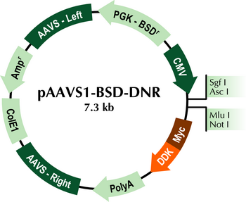 pAAVS1-BSD-DNR