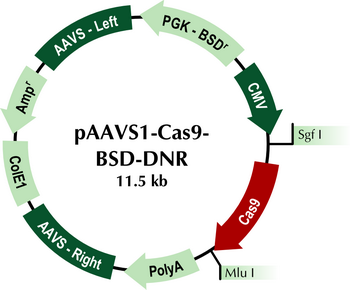 pAAVS1-Cas9-BSD-DNR