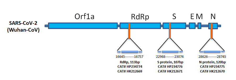 Relative positions of amplicon targets on SARS-CoV-2 (previous Wuhan-CoV) genome for virus RdRp, N and S genes.