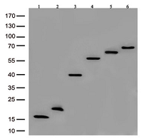 DDK Rabbit monoclonal antibody, recognizing both N- and C 