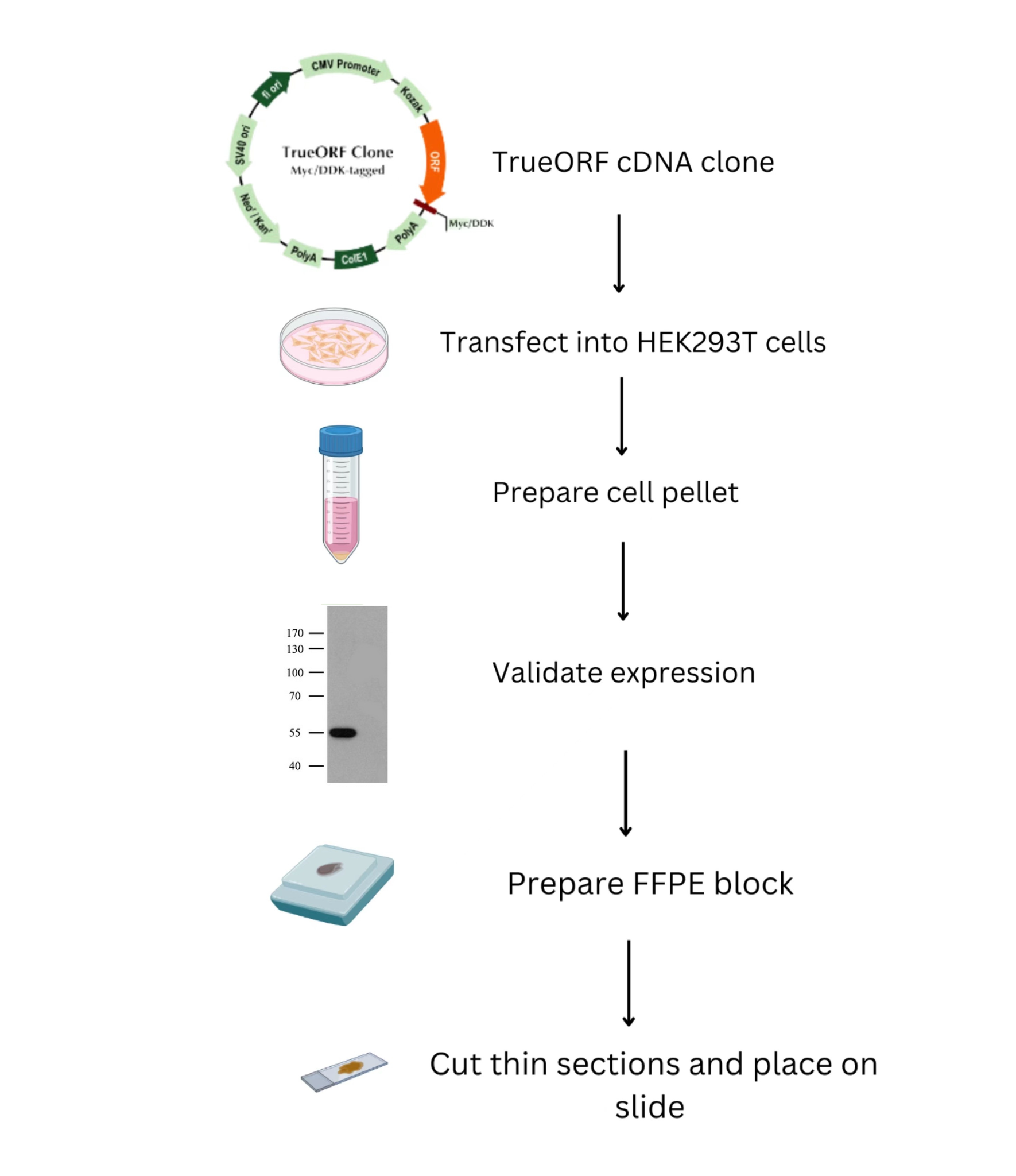 how-are-cytosections-made-for-your-specific-gene-target