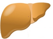 NASH image