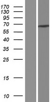 Western blot validation of overexpression lysate (Cat# LY409754) using anti-DDK antibody (Cat# TA50011-100). Left: Cell lysates from un-transfected HEK293T cells; Right: Cell lysates from HEK293T cells transfected with RC210207 using transfection reagent MegaTran 2.0 (Cat# TT210002).