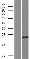 Western blot validation of overexpression lysate (Cat# LY428736) using anti-DDK antibody (Cat# TA50011-100). Left: Cell lysates from un-transfected HEK293T cells; Right: Cell lysates from HEK293T cells transfected with RC226808 using transfection reagent MegaTran 2.0 (Cat# TT210002).
