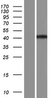 Western blot validation of overexpression lysate (Cat# LY422749) using anti-DDK antibody (Cat# TA50011-100). Left: Cell lysates from un-transfected HEK293T cells; Right: Cell lysates from HEK293T cells transfected with RC222746 using transfection reagent MegaTran 2.0 (Cat# TT210002).