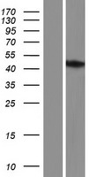 Western blot validation of overexpression lysate (Cat# LY434189) using anti-DDK antibody (Cat# TA50011-100). Left: Cell lysates from un-transfected HEK293T cells; Right: Cell lysates from HEK293T cells transfected with RC231190 using transfection reagent MegaTran 2.0 (Cat# TT210002).