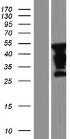 Western blot validation of overexpression lysate (Cat# LY434245) using anti-DDK antibody (Cat# TA50011-100). Left: Cell lysates from un-transfected HEK293T cells; Right: Cell lysates from HEK293T cells transfected with RC231246 using transfection reagent MegaTran 2.0 (Cat# TT210002).