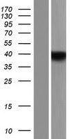Western blot validation of overexpression lysate (Cat# LY413000) using anti-DDK antibody (Cat# TA50011-100). Left: Cell lysates from un-transfected HEK293T cells; Right: Cell lysates from HEK293T cells transfected with RC212788 using transfection reagent MegaTran 2.0 (Cat# TT210002).
