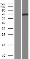 Western blot validation of overexpression lysate (Cat# LY434332) using anti-DDK antibody (Cat# TA50011-100). Left: Cell lysates from un-transfected HEK293T cells; Right: Cell lysates from HEK293T cells transfected with RC231333 using transfection reagent MegaTran 2.0 (Cat# TT210002).