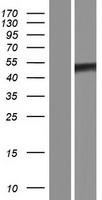 Western blot validation of overexpression lysate (Cat# LY408457) using anti-DDK antibody (Cat# TA50011-100). Left: Cell lysates from un-transfected HEK293T cells; Right: Cell lysates from HEK293T cells transfected with RC224094 using transfection reagent MegaTran 2.0 (Cat# TT210002).