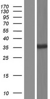 Western blot validation of overexpression lysate (Cat# LY412557) using anti-DDK antibody (Cat# TA50011-100). Left: Cell lysates from un-transfected HEK293T cells; Right: Cell lysates from HEK293T cells transfected with RC200514 using transfection reagent MegaTran 2.0 (Cat# TT210002).