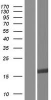 Western blot validation of overexpression lysate (Cat# LY416104) using anti-DDK antibody (Cat# TA50011-100). Left: Cell lysates from un-transfected HEK293T cells; Right: Cell lysates from HEK293T cells transfected with RC208870 using transfection reagent MegaTran 2.0 (Cat# TT210002).