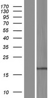 Western blot validation of overexpression lysate (Cat# LY433988) using anti-DDK antibody (Cat# TA50011-100). Left: Cell lysates from un-transfected HEK293T cells; Right: Cell lysates from HEK293T cells transfected with RC230989 using transfection reagent MegaTran 2.0 (Cat# TT210002).
