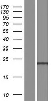 Western blot validation of overexpression lysate (Cat# LY432577) using anti-DDK antibody (Cat# TA50011-100). Left: Cell lysates from un-transfected HEK293T cells; Right: Cell lysates from HEK293T cells transfected with RC229577 using transfection reagent MegaTran 2.0 (Cat# TT210002).