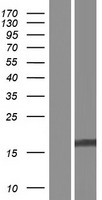 Western blot validation of overexpression lysate (Cat# LY421335) using anti-DDK antibody (Cat# TA50011-100). Left: Cell lysates from un-transfected HEK293T cells; Right: Cell lysates from HEK293T cells transfected with RC222863 using transfection reagent MegaTran 2.0 (Cat# TT210002).