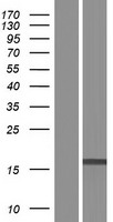 Western blot validation of overexpression lysate (Cat# LY428415) using anti-DDK antibody (Cat# TA50011-100). Left: Cell lysates from un-transfected HEK293T cells; Right: Cell lysates from HEK293T cells transfected with RC226751 using transfection reagent MegaTran 2.0 (Cat# TT210002).