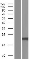 Western blot validation of overexpression lysate (Cat# LY432610) using anti-DDK antibody (Cat# TA50011-100). Left: Cell lysates from un-transfected HEK293T cells; Right: Cell lysates from HEK293T cells transfected with RC229610 using transfection reagent MegaTran 2.0 (Cat# TT210002).