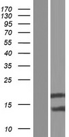 Western blot validation of overexpression lysate (Cat# LY422026) using anti-DDK antibody (Cat# TA50011-100). Left: Cell lysates from un-transfected HEK293T cells; Right: Cell lysates from HEK293T cells transfected with RC220662 using transfection reagent MegaTran 2.0 (Cat# TT210002).