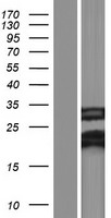 Western blot validation of overexpression lysate (Cat# LY409025) using anti-DDK antibody (Cat# TA50011-100). Left: Cell lysates from un-transfected HEK293T cells; Right: Cell lysates from HEK293T cells transfected with RC204501 using transfection reagent MegaTran 2.0 (Cat# TT210002).
