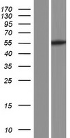 Western blot validation of overexpression lysate (Cat# LY428754) using anti-DDK antibody (Cat# TA50011-100). Left: Cell lysates from un-transfected HEK293T cells; Right: Cell lysates from HEK293T cells transfected with RC227629 using transfection reagent MegaTran 2.0 (Cat# TT210002).